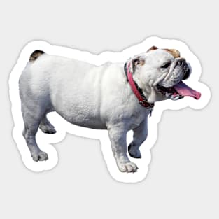 Bulldog Side View Sticker